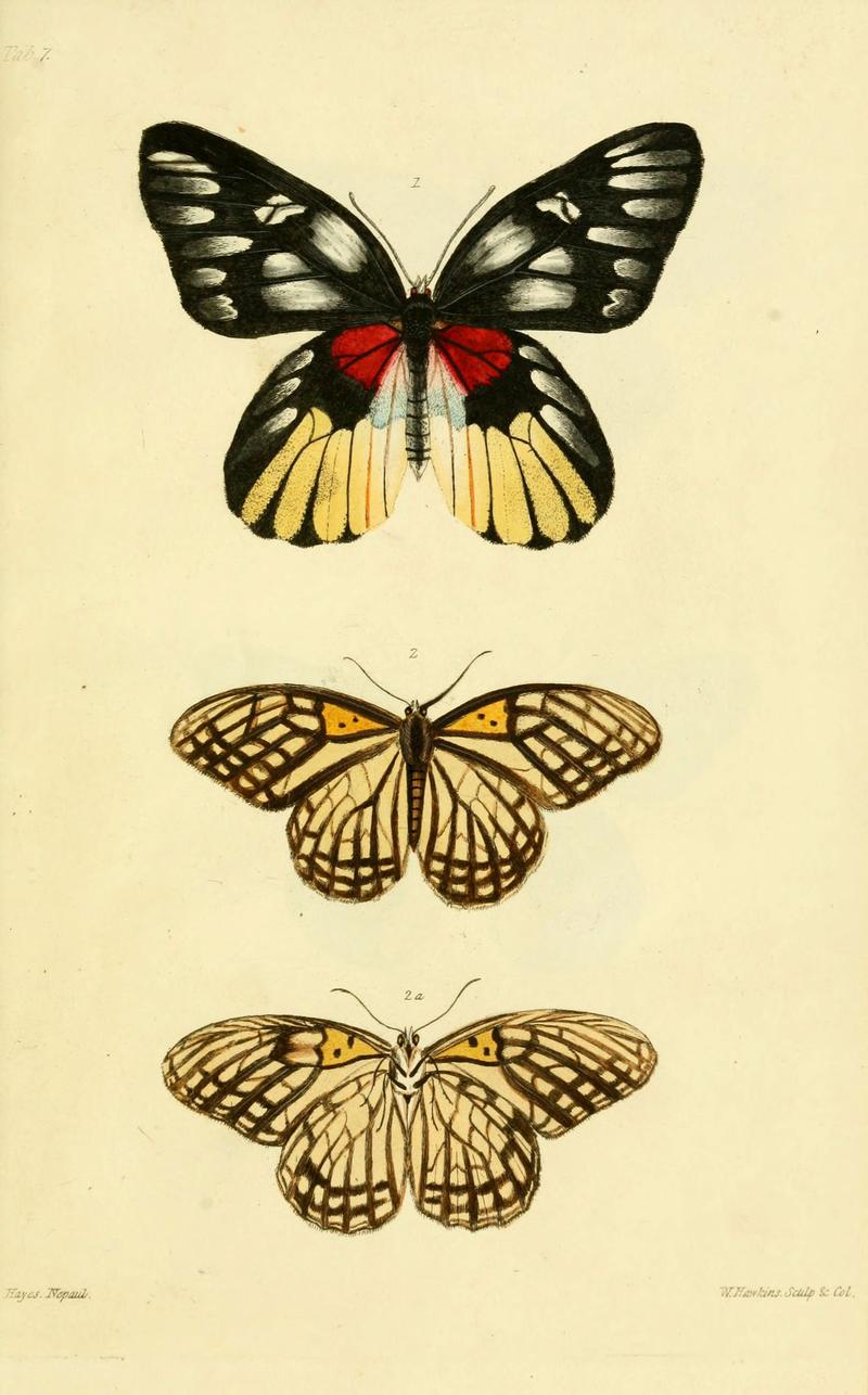 Descriptions and figures of some new lepidopterous insects, chiefly from Nepal (Tab. 7) (6031804077)