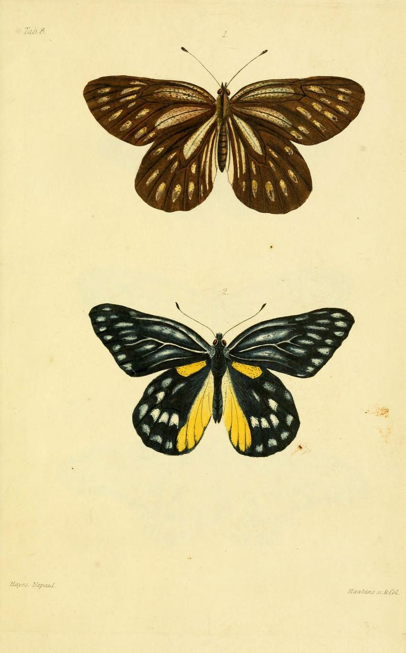 Descriptions and figures of some new lepidopterous insects, chiefly from Nepal (Tab. 8) (6031804247)