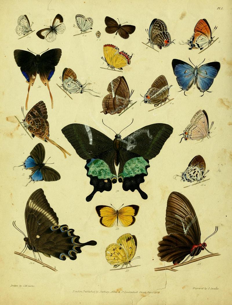 Descriptive catalogue of the lepidopterous insects contained in the Museum of the Honourable East-India Company BHL37023686