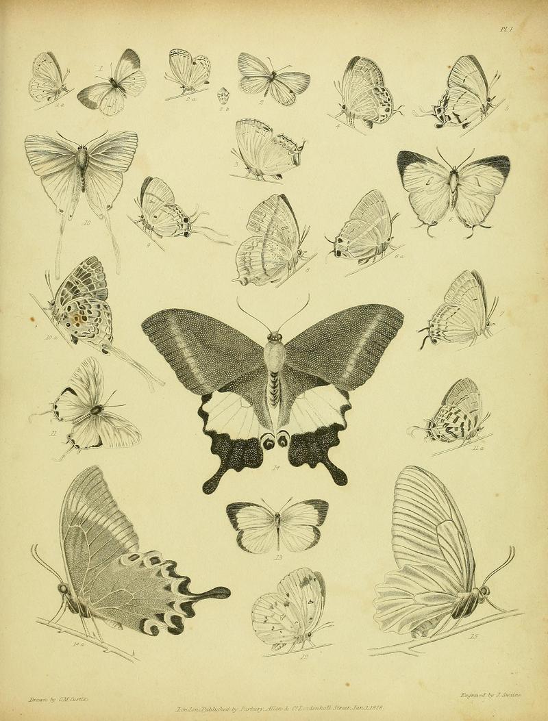 Descriptive catalogue of the lepidopterous insects contained in the Museum of the Honourable East-India Company BHL37023687