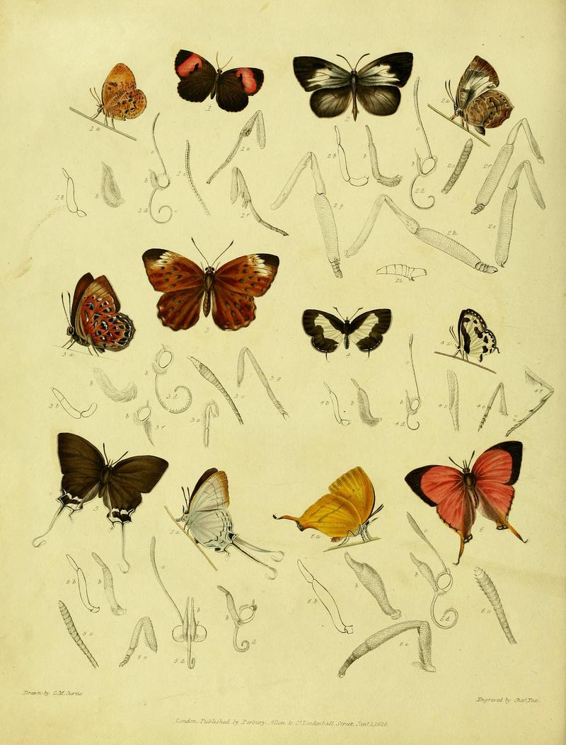 Descriptive catalogue of the lepidopterous insects contained in the Museum of the Honourable East-India Company BHL37023690