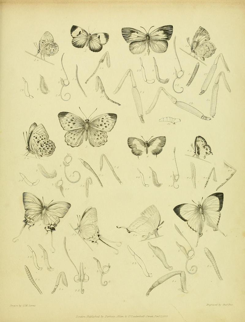 Descriptive catalogue of the lepidopterous insects contained in the Museum of the Honourable East-India Company BHL37023691