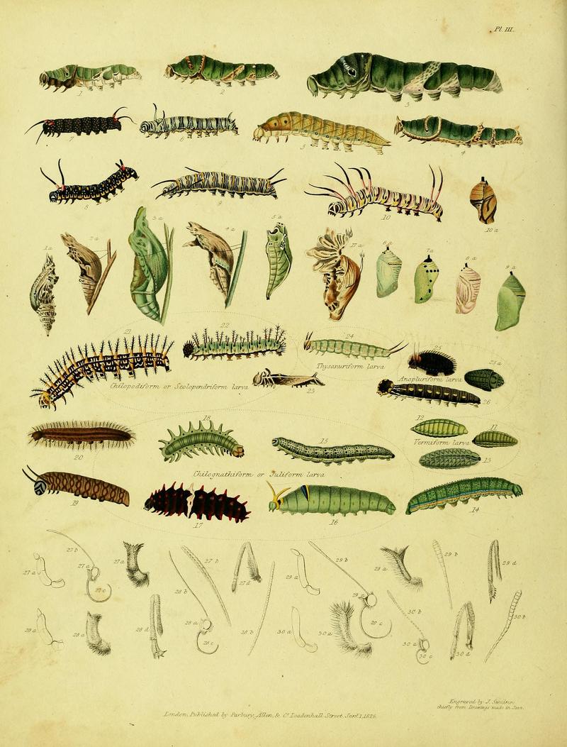 Descriptive catalogue of the lepidopterous insects contained in the Museum of the Honourable East-India Company BHL37023694