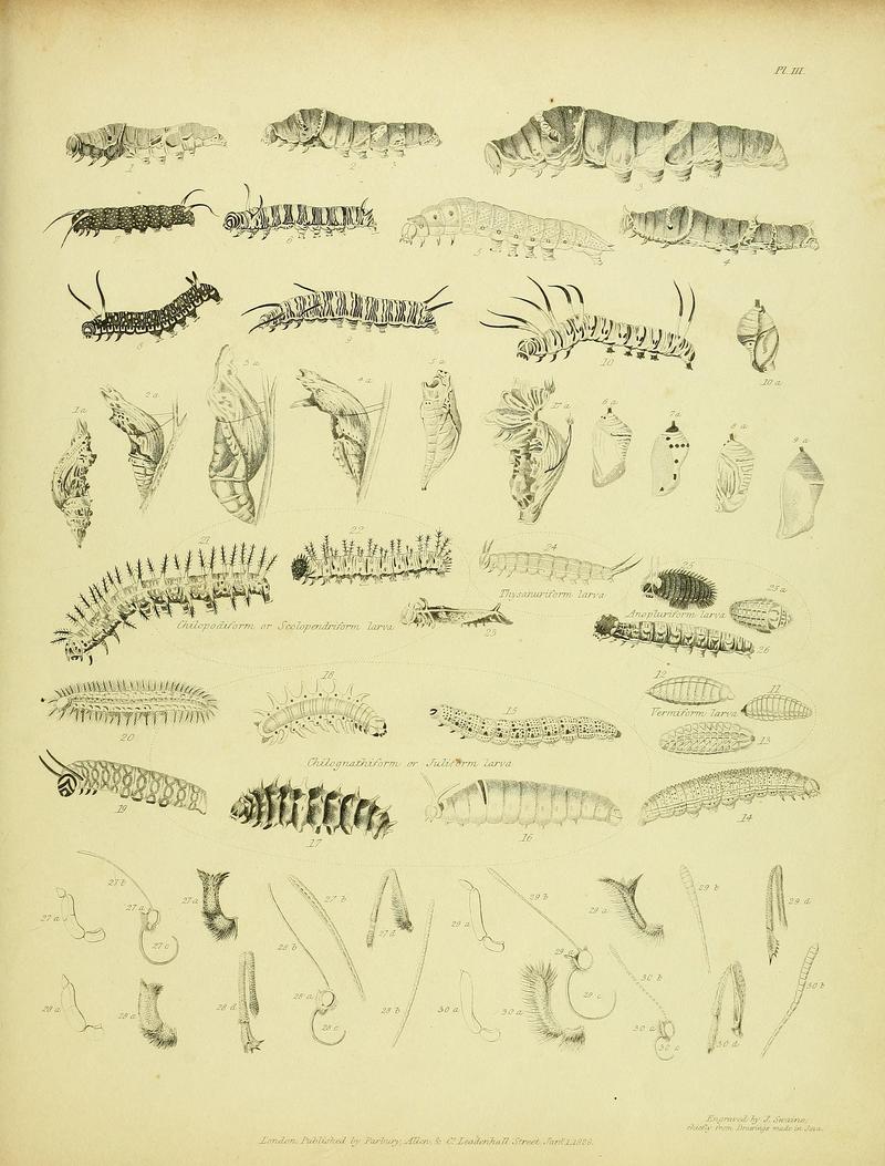 Descriptive catalogue of the lepidopterous insects contained in the Museum of the Honourable East-India Company BHL37023695