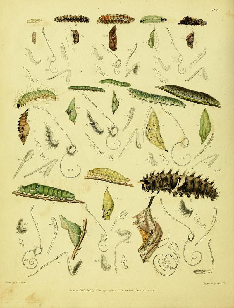 Descriptive catalogue of the lepidopterous insects contained in the Museum of the Honourable East-India Company BHL37023698