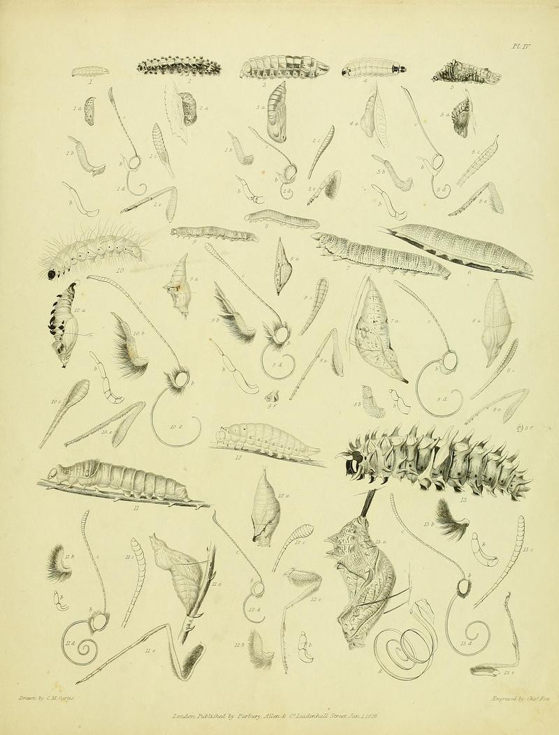 Descriptive catalogue of the lepidopterous insects contained in the Museum of the Honourable East-India Company BHL37023699