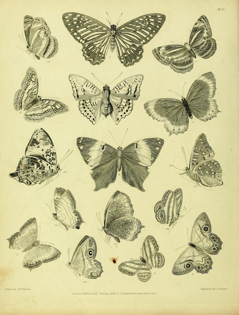 Descriptive catalogue of the lepidopterous insects contained in the Museum of the Honourable East-India Company BHL37023704