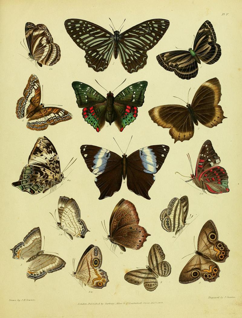 Descriptive catalogue of the lepidopterous insects contained in the Museum of the Honourable East-India Company BHL37023705