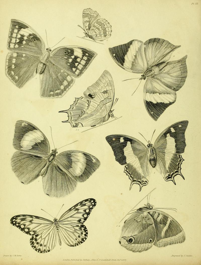 Descriptive catalogue of the lepidopterous insects contained in the Museum of the Honourable East-India Company BHL37023708