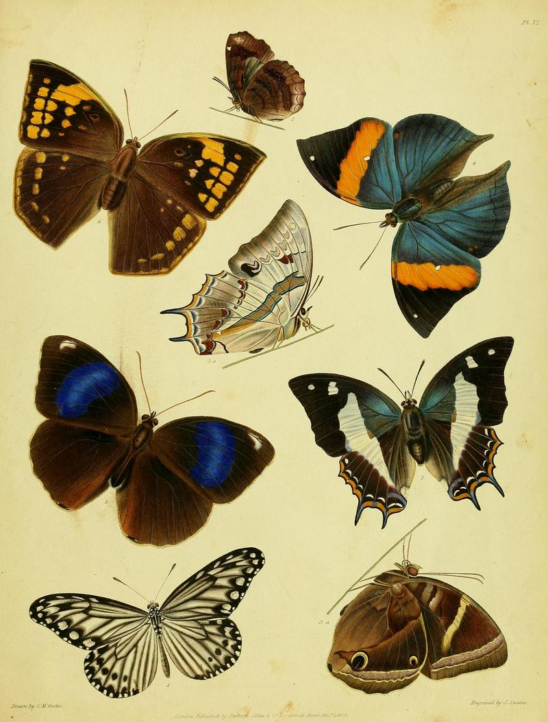 Descriptive catalogue of the lepidopterous insects contained in the Museum of the Honourable East-India Company BHL37023709