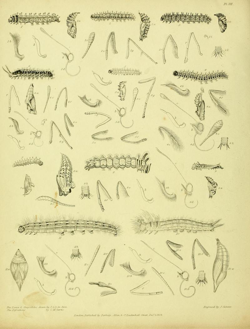Descriptive catalogue of the lepidopterous insects contained in the Museum of the Honourable East-India Company BHL37023712