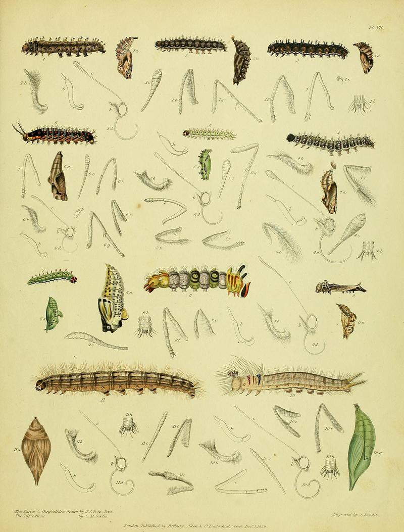 Descriptive catalogue of the lepidopterous insects contained in the Museum of the Honourable East-India Company BHL37023713