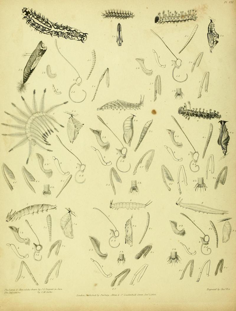 Descriptive catalogue of the lepidopterous insects contained in the Museum of the Honourable East-India Company BHL37023716