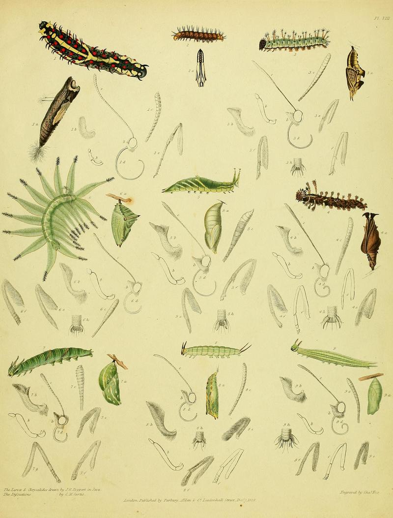 Descriptive catalogue of the lepidopterous insects contained in the Museum of the Honourable East-India Company BHL37023717