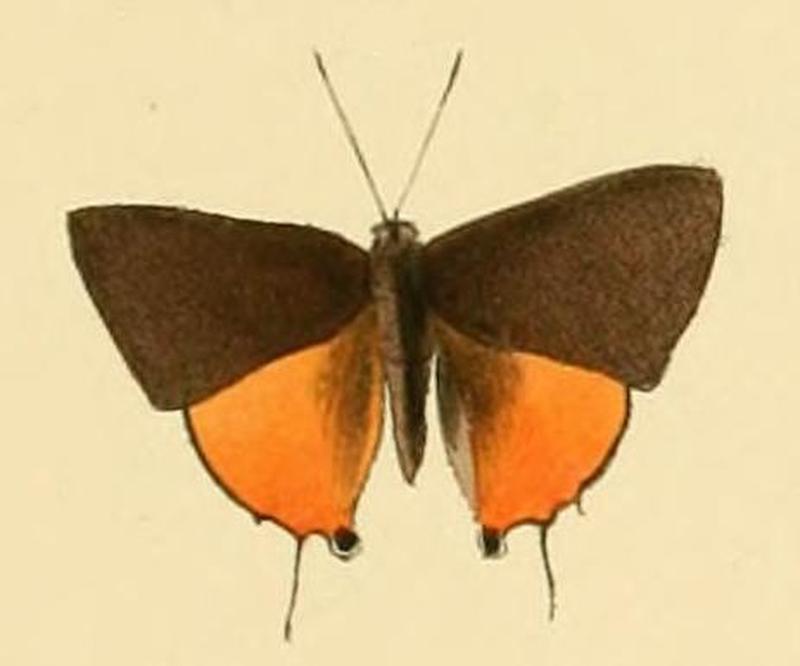 Deudorix dariaves