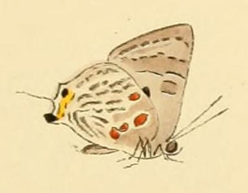 Deudorix dariaves1