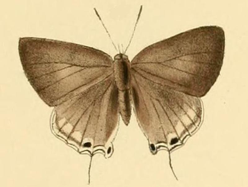 Deudorix dariaves2