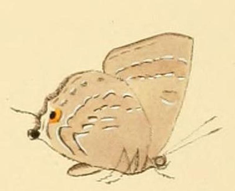 Deudorix diocles1