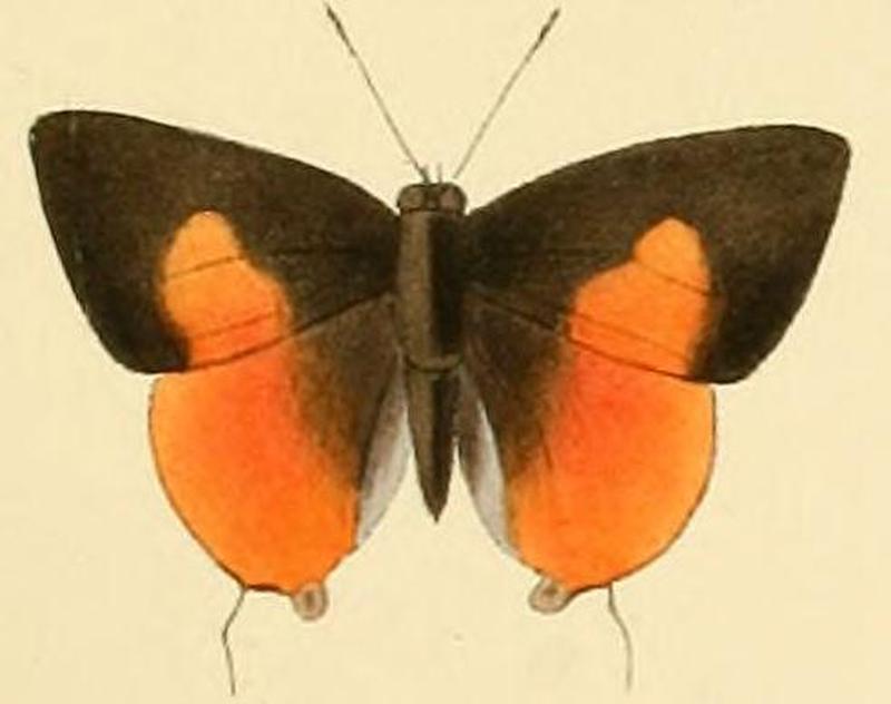 Deudorix dioclesA
