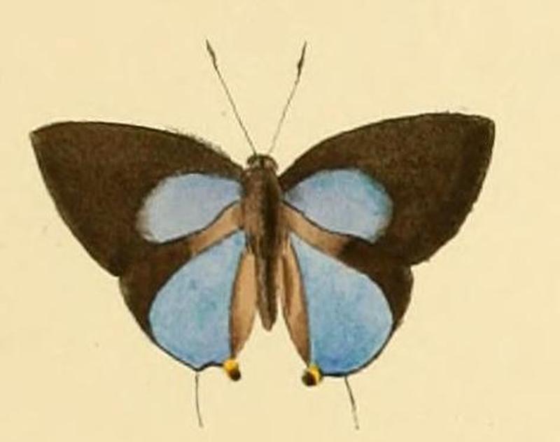 Deudorix kessuma1