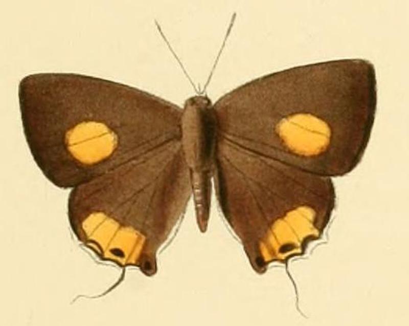 Deudorix lorisona1