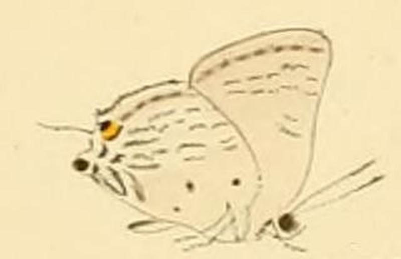 Deudorix wardii1
