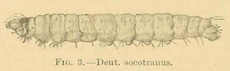 Deuterocopus socotranus larva