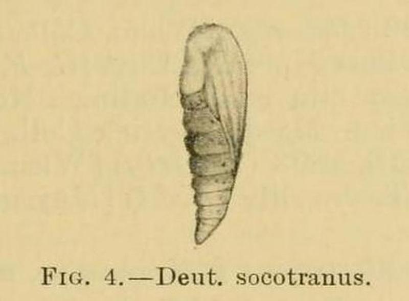 Deuterocopus socotranus pupa