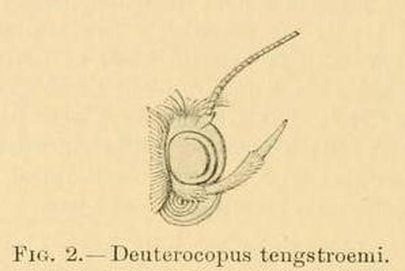 Deuterocopus tengstroemi2