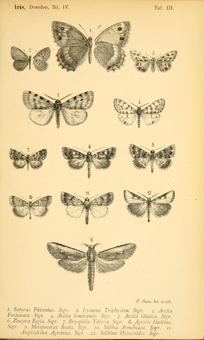 DeutscheEntomologischeZeitschriftIris1891TafIII