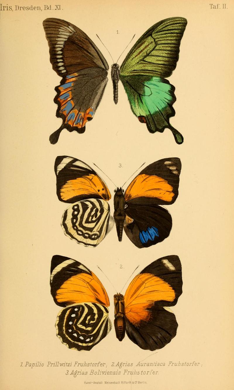 DeutscheEntomologischeZeitschriftIris1898TafII