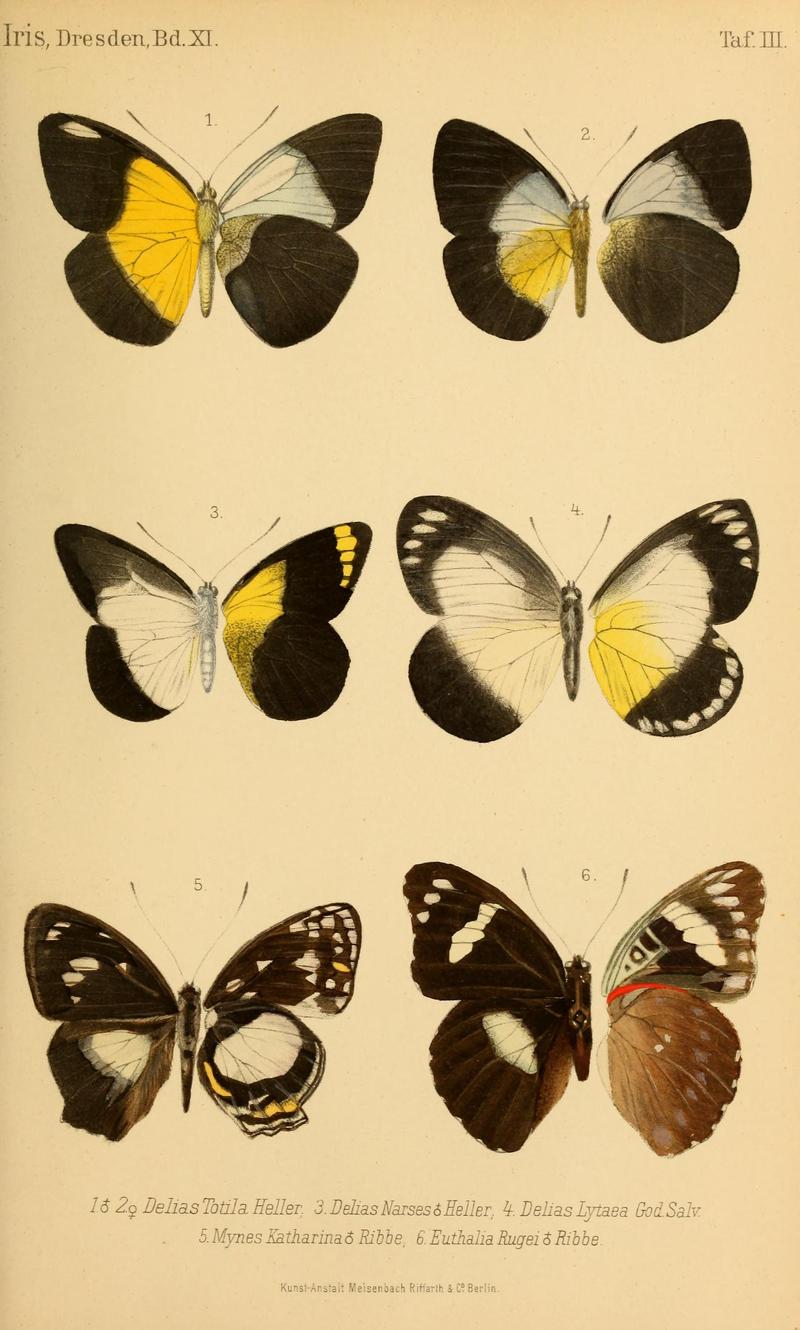 DeutscheEntomologischeZeitschriftIris1898TafIII