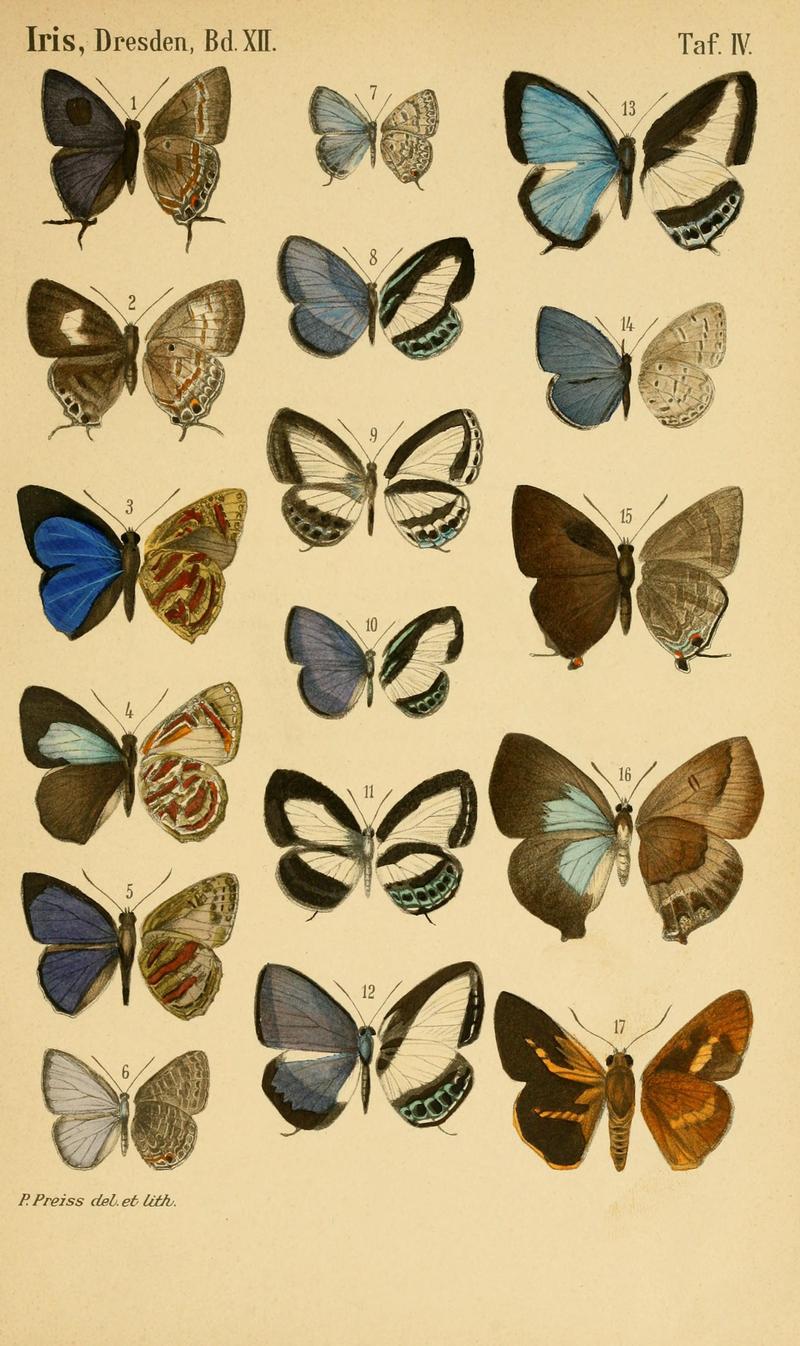 DeutscheEntomologischeZeitschriftIris1899TafIV