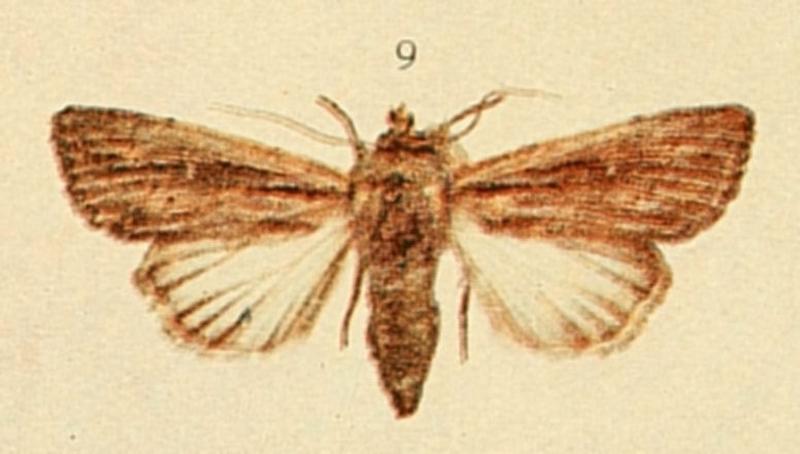 Devonshire Wainscot Moths of the British Isles