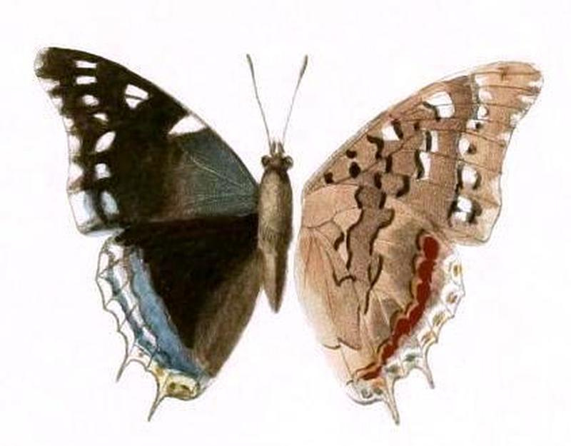 Dewitz 1879AfricanButterfliesTafXXVI, Charaxes guderiana, ♂