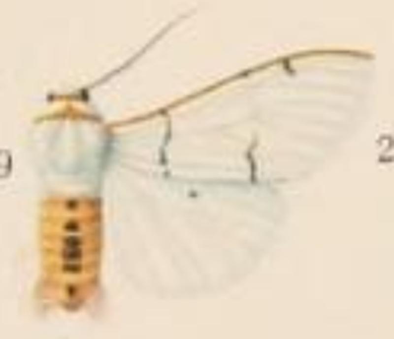 Diacrisia buryi