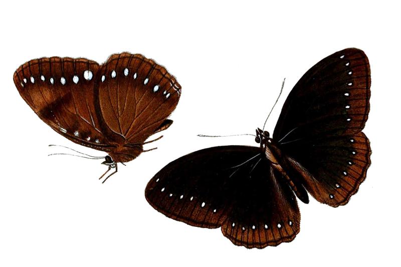 Diadema unicolor