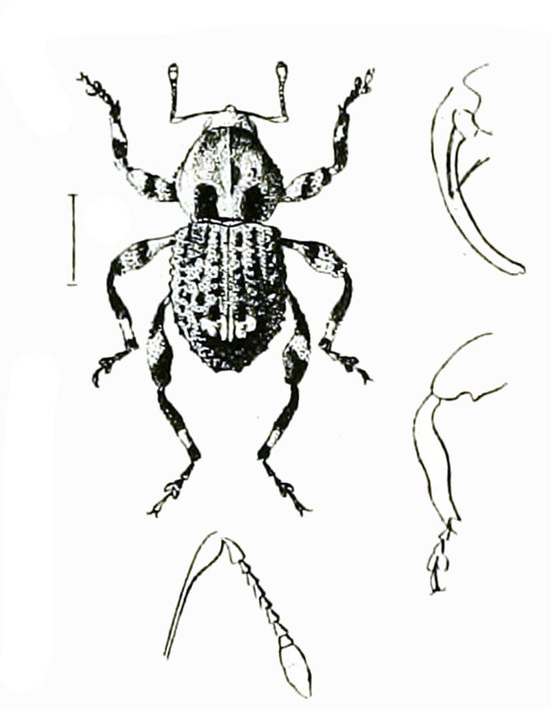 Diaphna signata