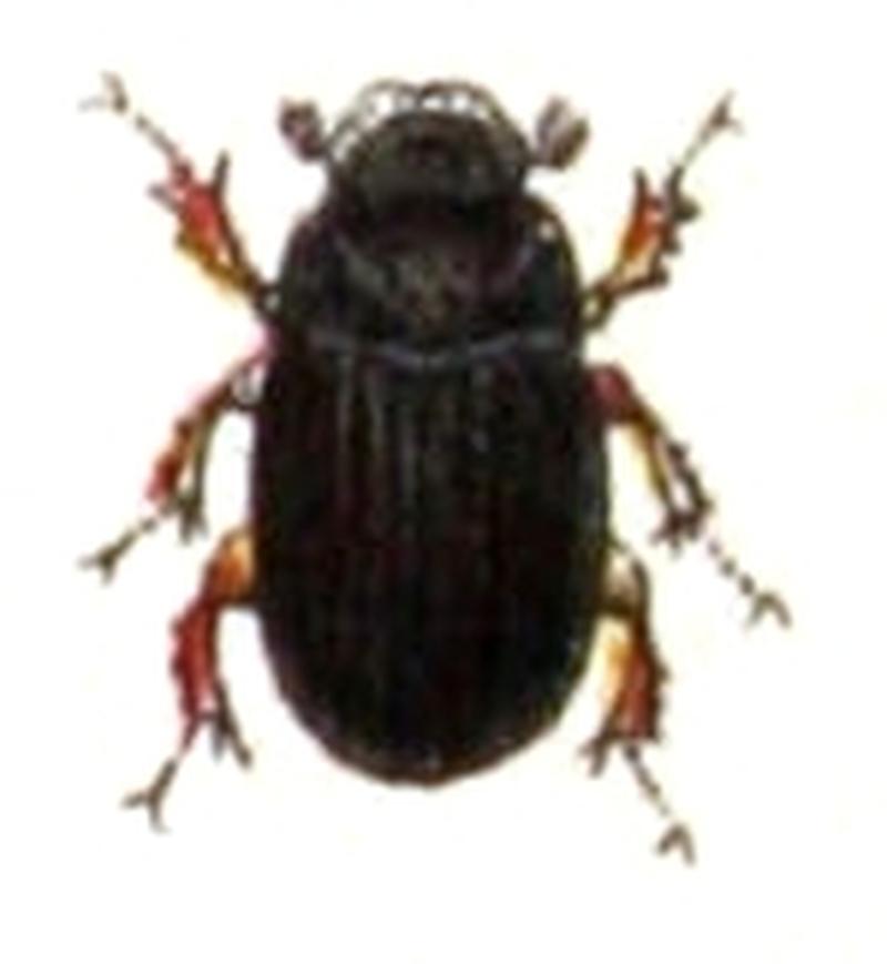 Diastictus.vulneratus.-.calwer.22.14