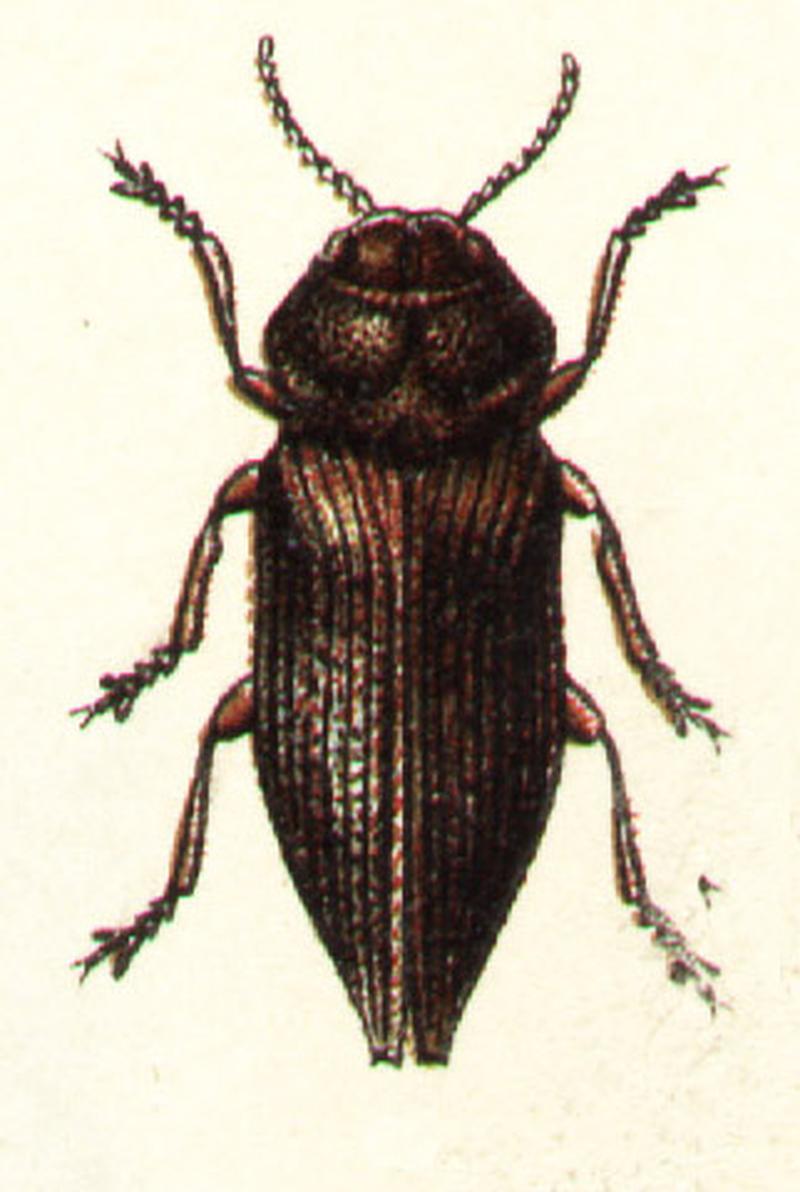 Dicerca aenea