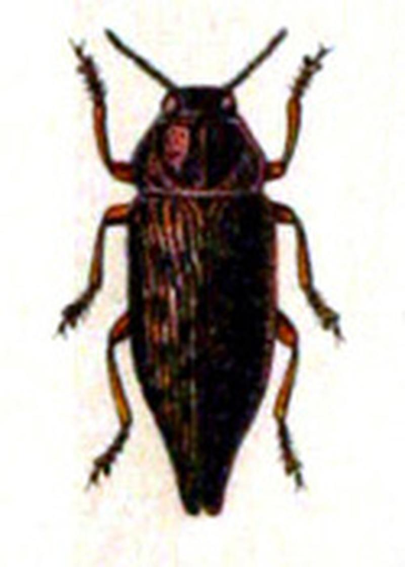 Dicerca furcata