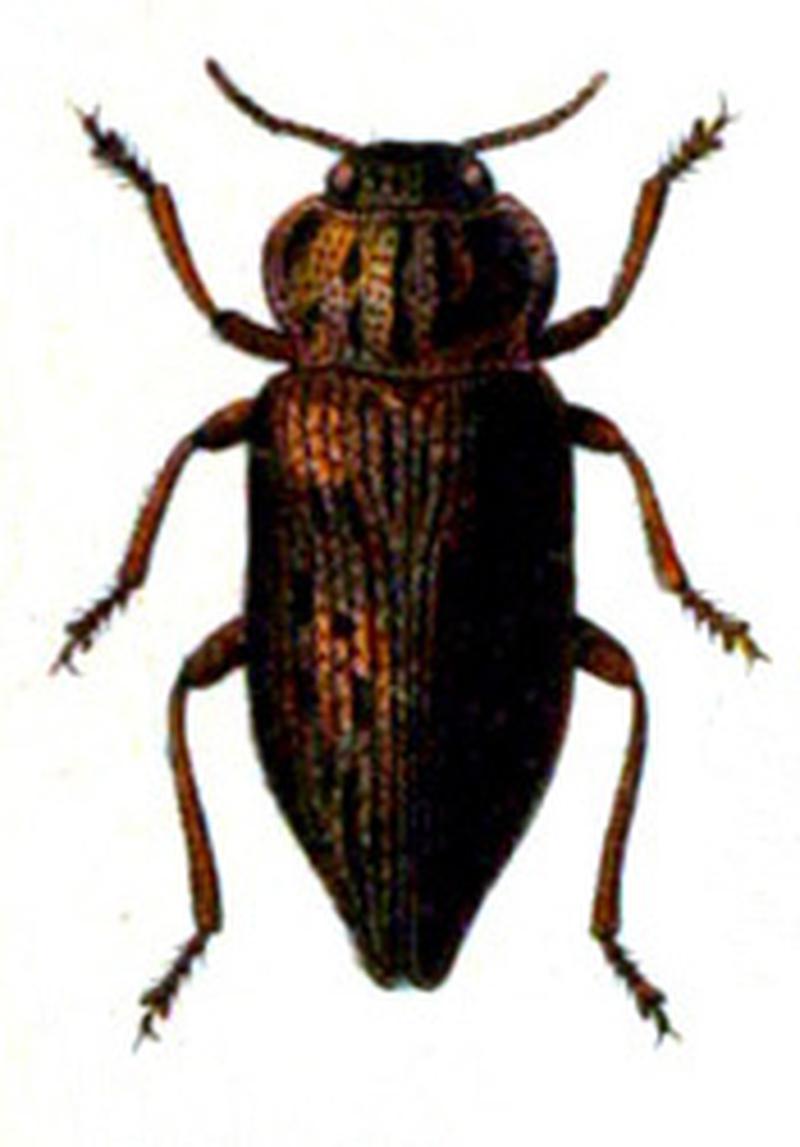 Dicerca moesta