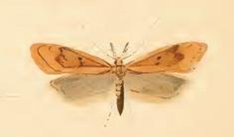 Dichomeris derasella