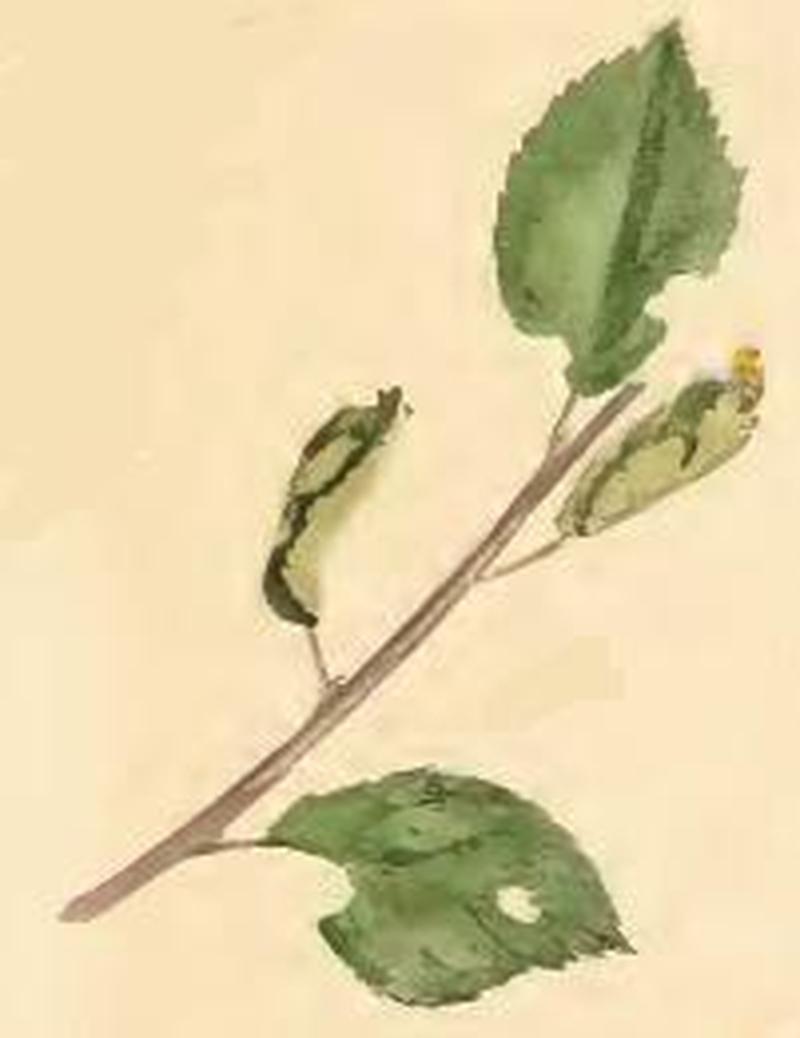 Dichomeris derasella a sprig of sloe with leaves rolled up by larva