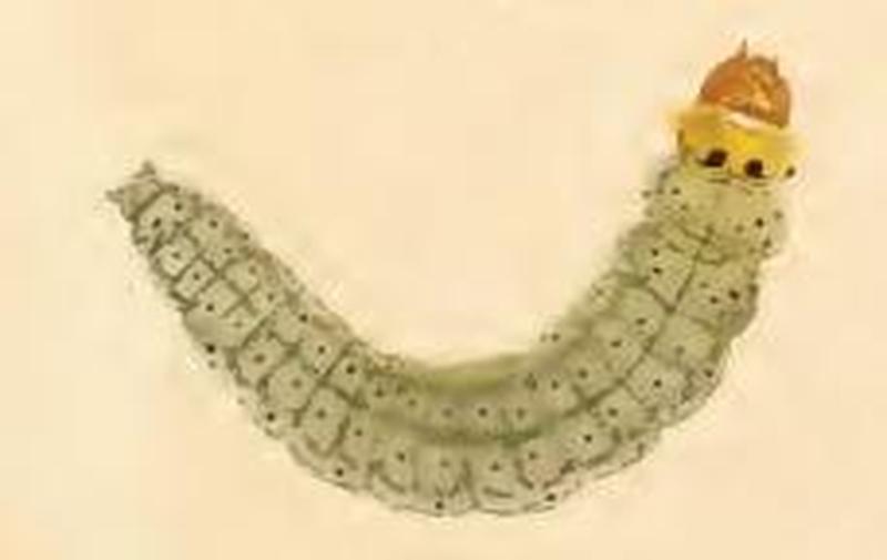 Dichomeris derasella larva