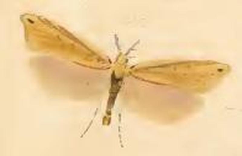 Dichomeris limosellus