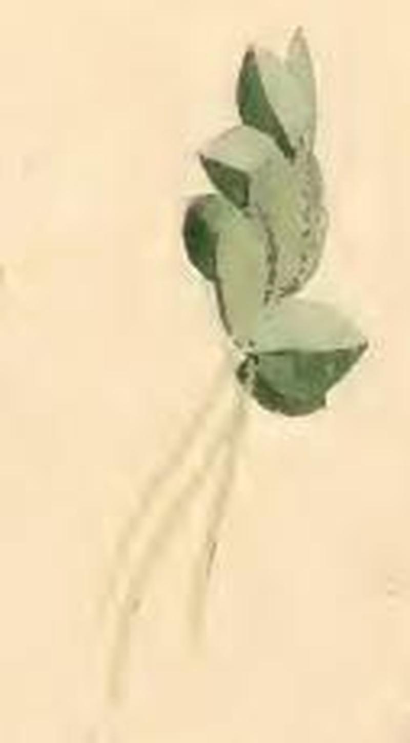 Dichomeris limosellus clover leaves united by larva