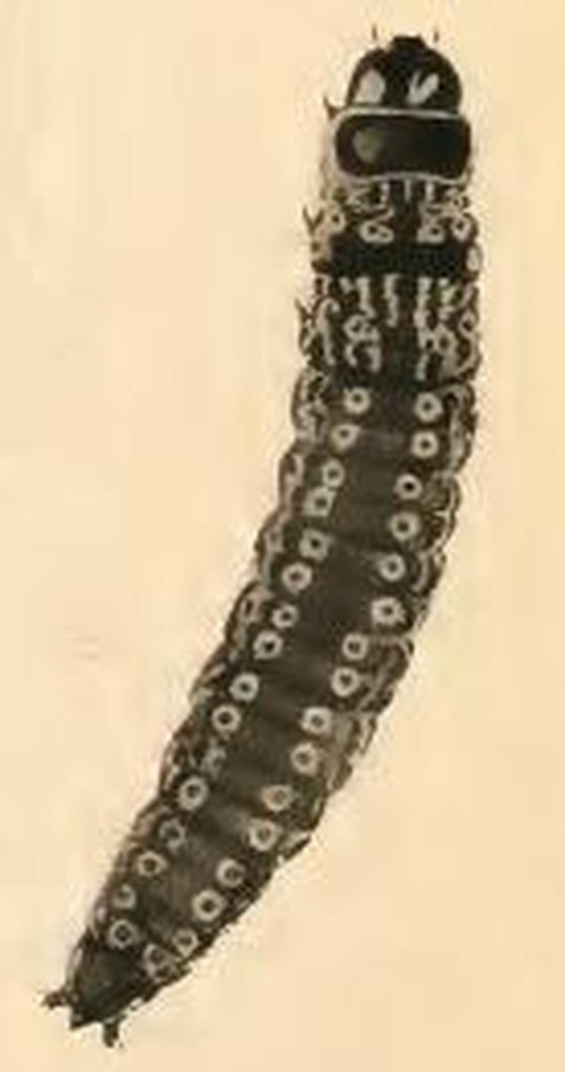 Dichomeris limosellus larva