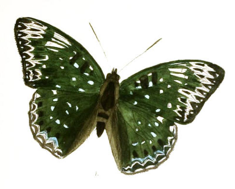 DichorragiaNesimachus217 1