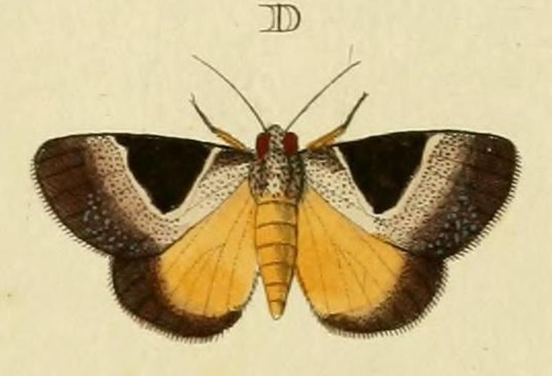 Dichromia sagitta (Fabricius, 1775) cropped from Cramer-Stoll